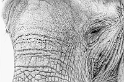Tiere-D30_0014.jpg   26.04